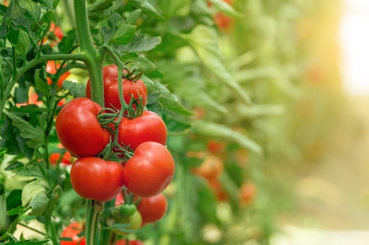 Les rapports interculturels vus à travers l’histoire de la tomate