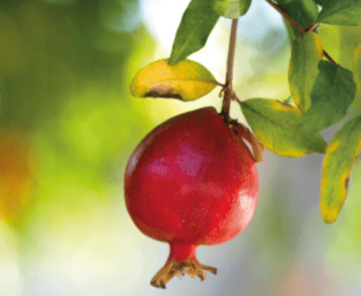 Le fruit de la croissance