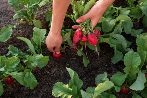 Les paroisses se mettent au potager