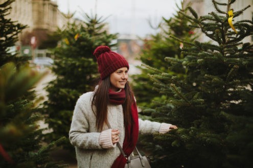D’où vient le sapin et comment le choisir ?