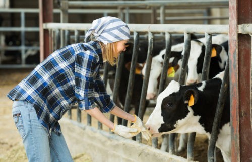 Le bien-être : de l'animal à l'homme