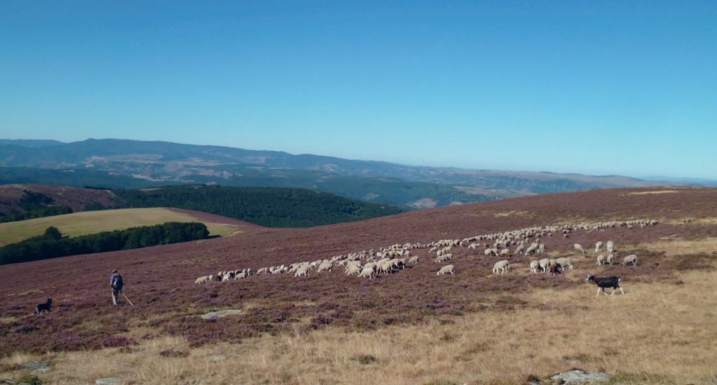 Paysage des Cévennes vallonné un randonneur est suivi par un troupeau de moutons