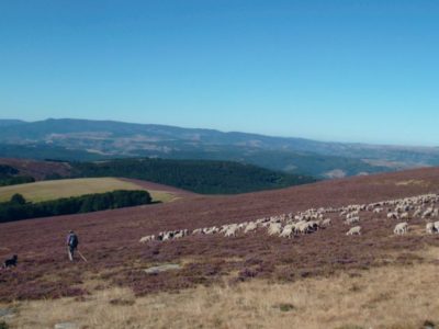 Paysage des Cévennes vallonné un randonneur est suivi par un troupeau de moutons