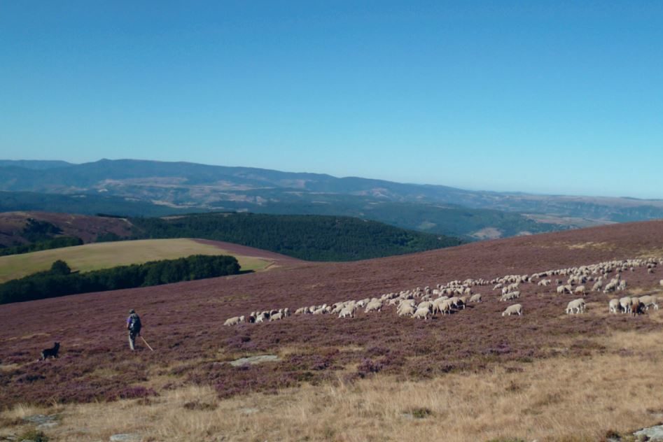 Paysage des Cévennes vallonné un randonneur est suivi par un troupeau de moutons