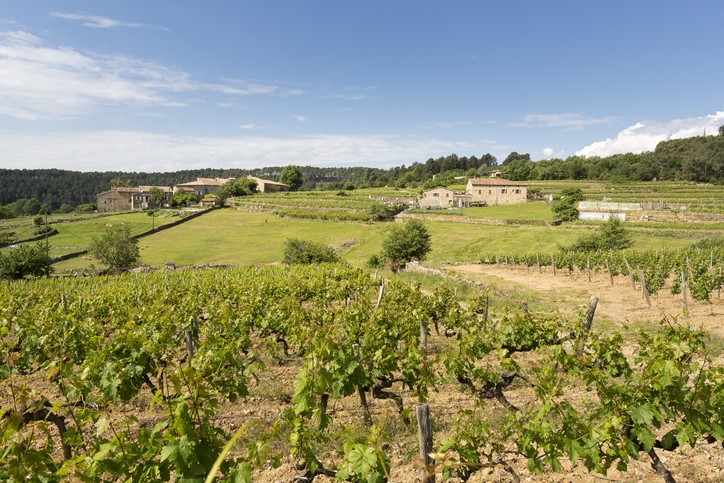 Vignes en pleine campagne avec des champs verts en arrière plan et une maison ardéchoise