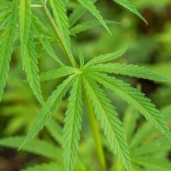 Légalisation du cannabis