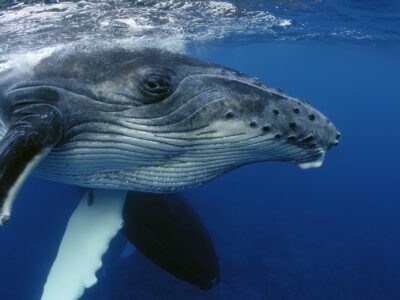 Avalé par une baleine, un plongeur s’en sort indemne