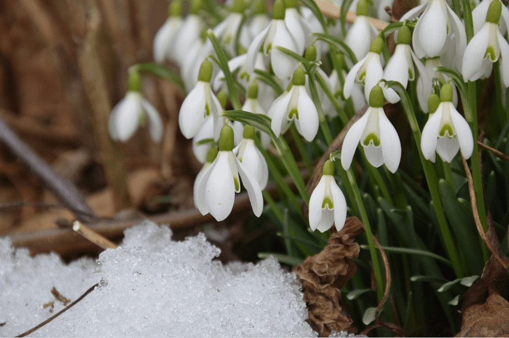 Perce-neige - Février