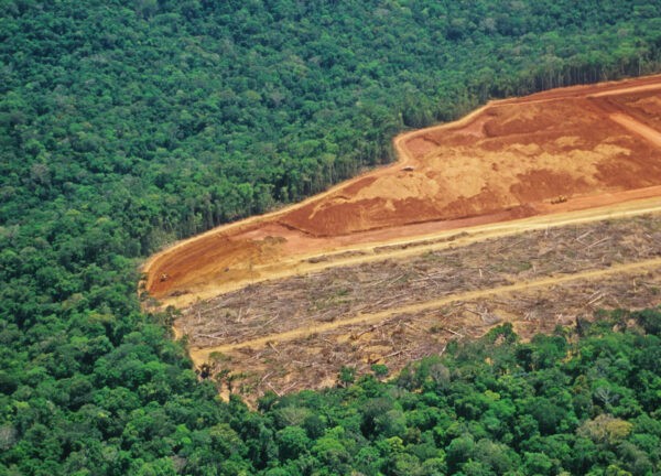 déforestation