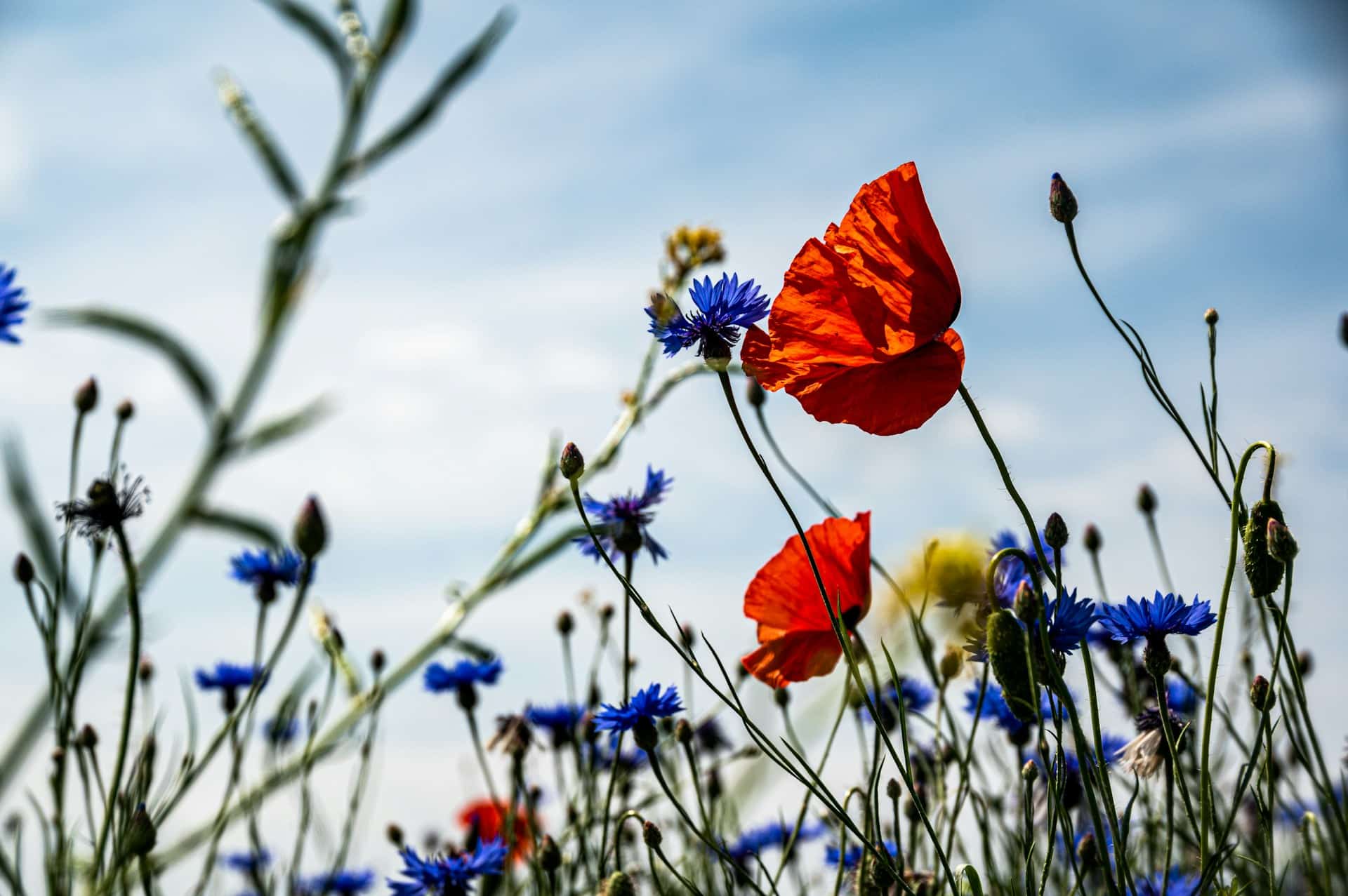 Biodiversité