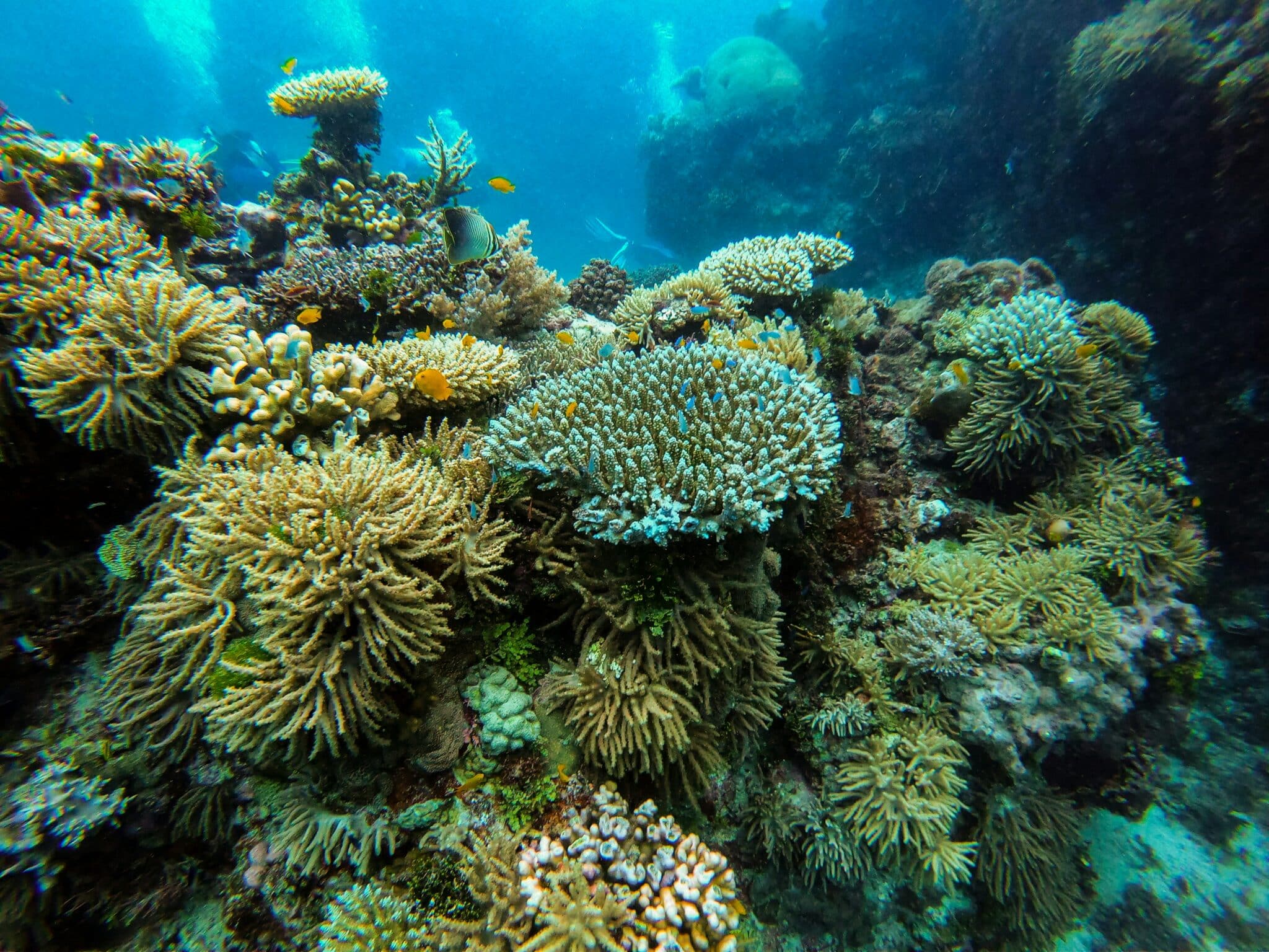 Grande barrière de corail