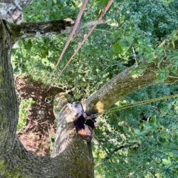 Les arbres dans la Bible