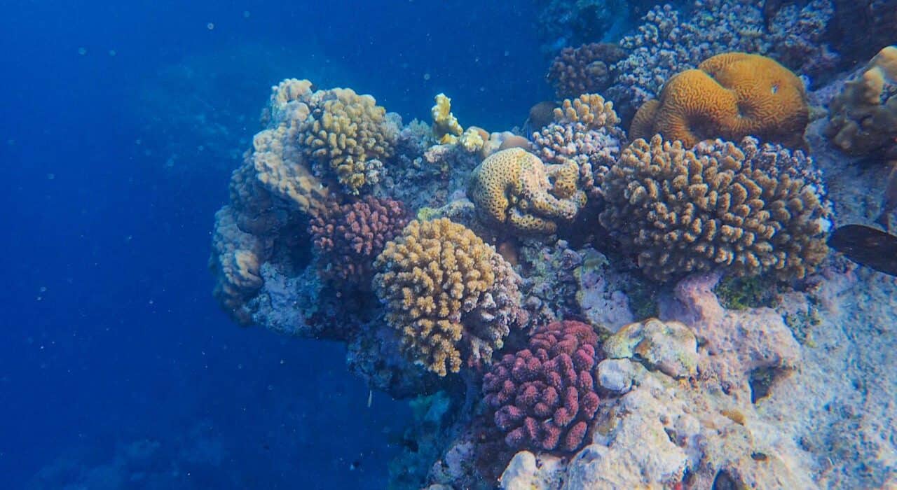 Grande Barrière de corail