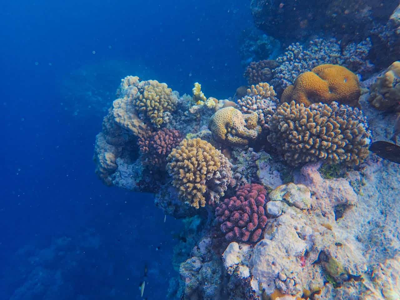 Grande Barrière de corail