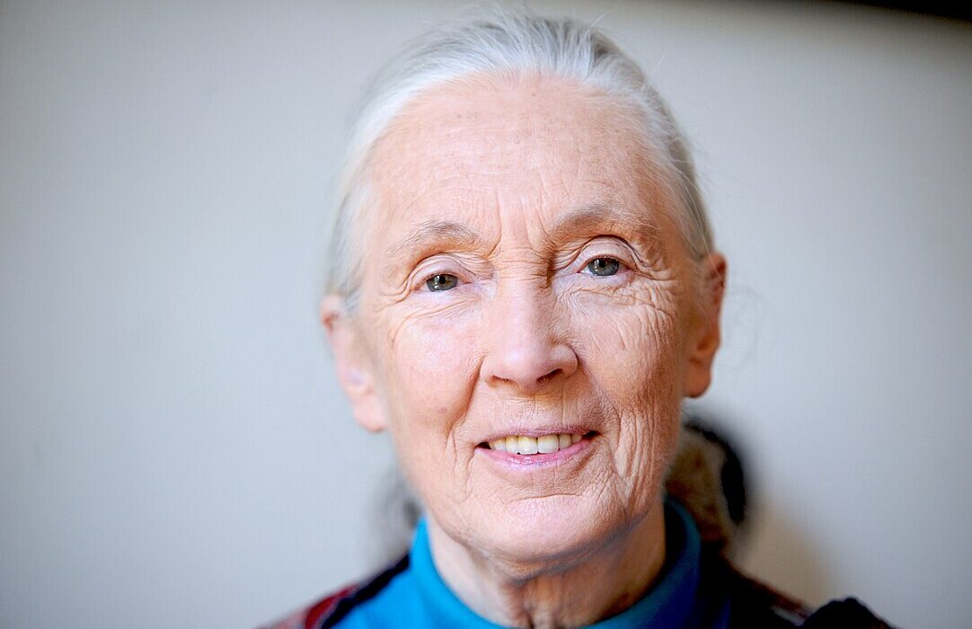Jane goodall