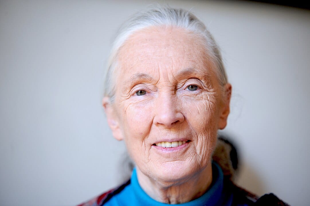 Jane goodall